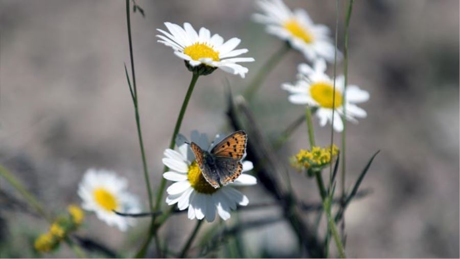 Bayramlar, paylaşmaktı
Bayramlar, 'yok'u 'var' etmeydi
Bayramlar, umuttu
Bayramlar,sevgiydi
.....

Bayramların bayram gibi yaşanacağı günlere...
Günaydın...☘
