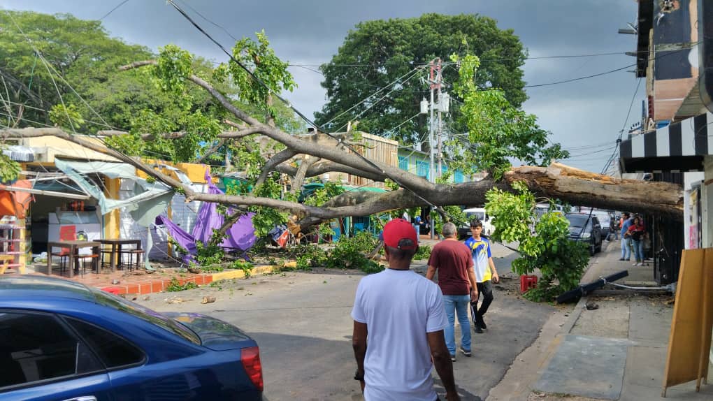 Árbol desprendido del tronco perjudicó estructuras y cableado en el sector Mañongo de #Naguanagua (+Fotos) valenciainforma.over-blog.com/arbol-desprend… <a href="/ValenciaHoy/">Valencia Hoy ... Blo</a>