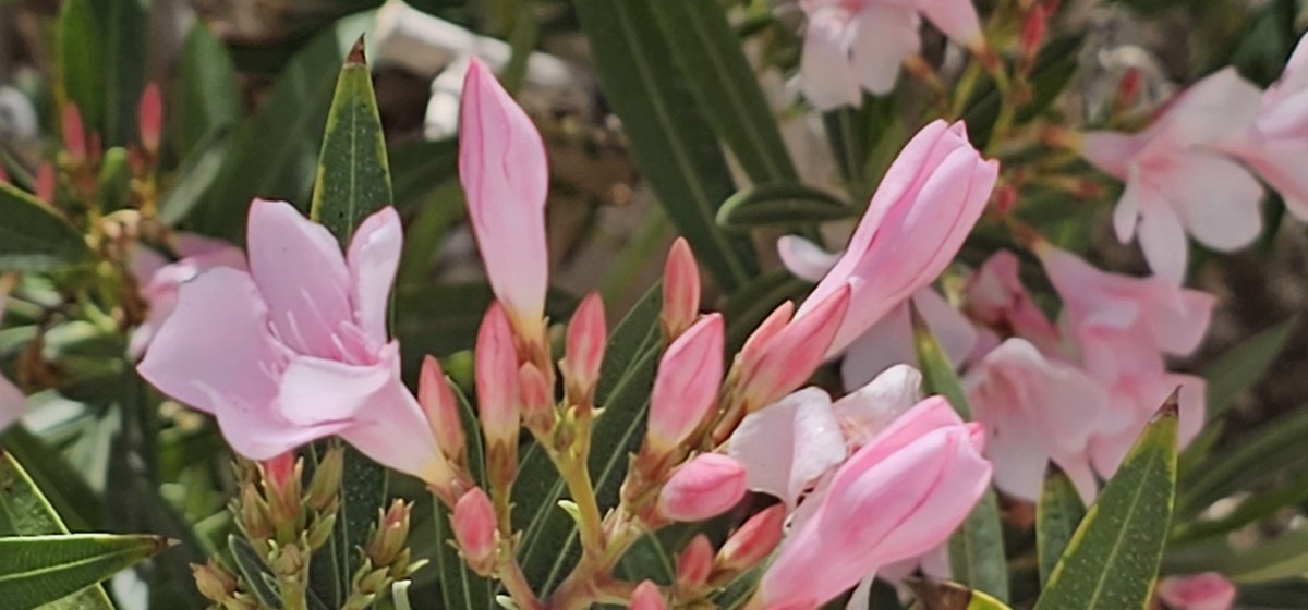 dannyoneofmany's tweet photo. Summer #Flowers from our
#JoshuaTreePark Walkabout
#nature #California #Travel https://t.co/tsjybKcKWk
