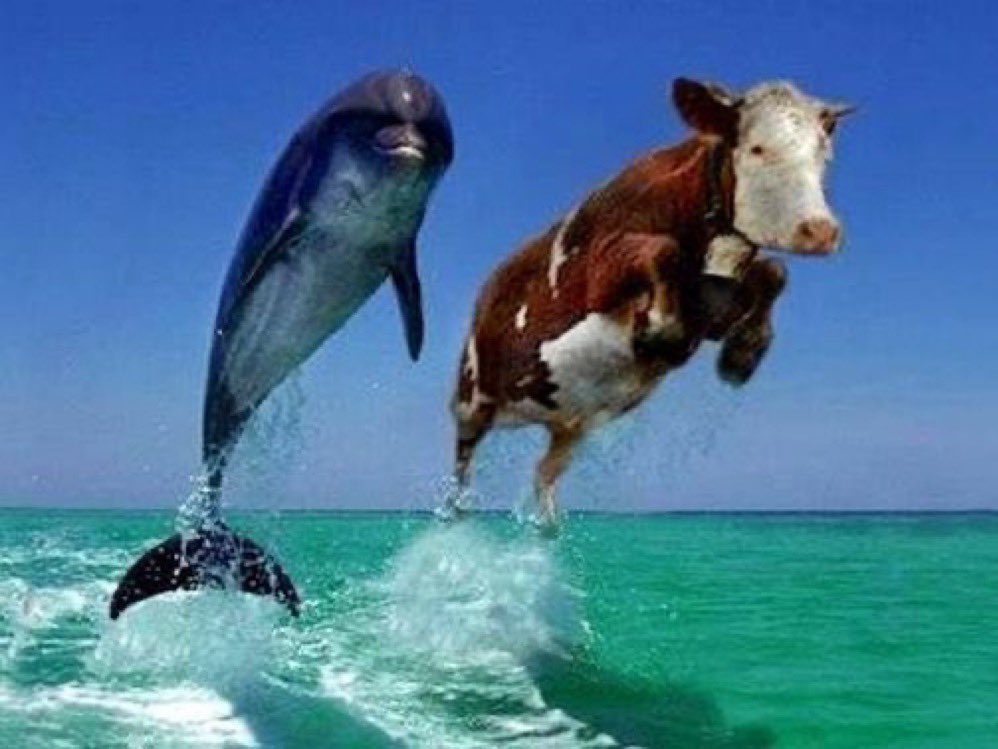 Sometimes tweet media