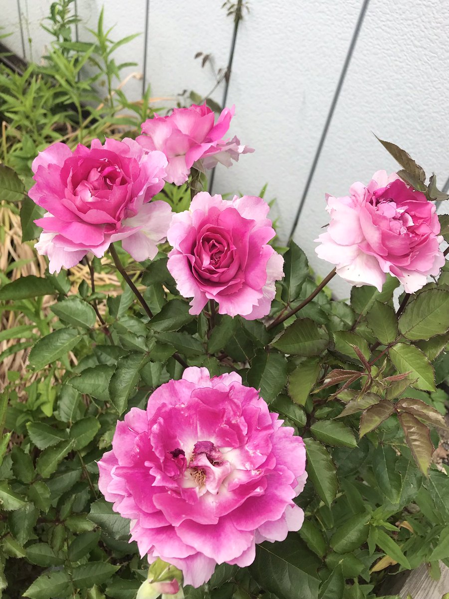 hasebaba60's tweet photo. 最近全然ツイートしてなく��、やり方忘れた〜😂

標高800m田舎に移住して丸２年！
バラの株がようやく育ち大株になって見事に咲きました。😃💕 https://t.co/iJQlpyteF6