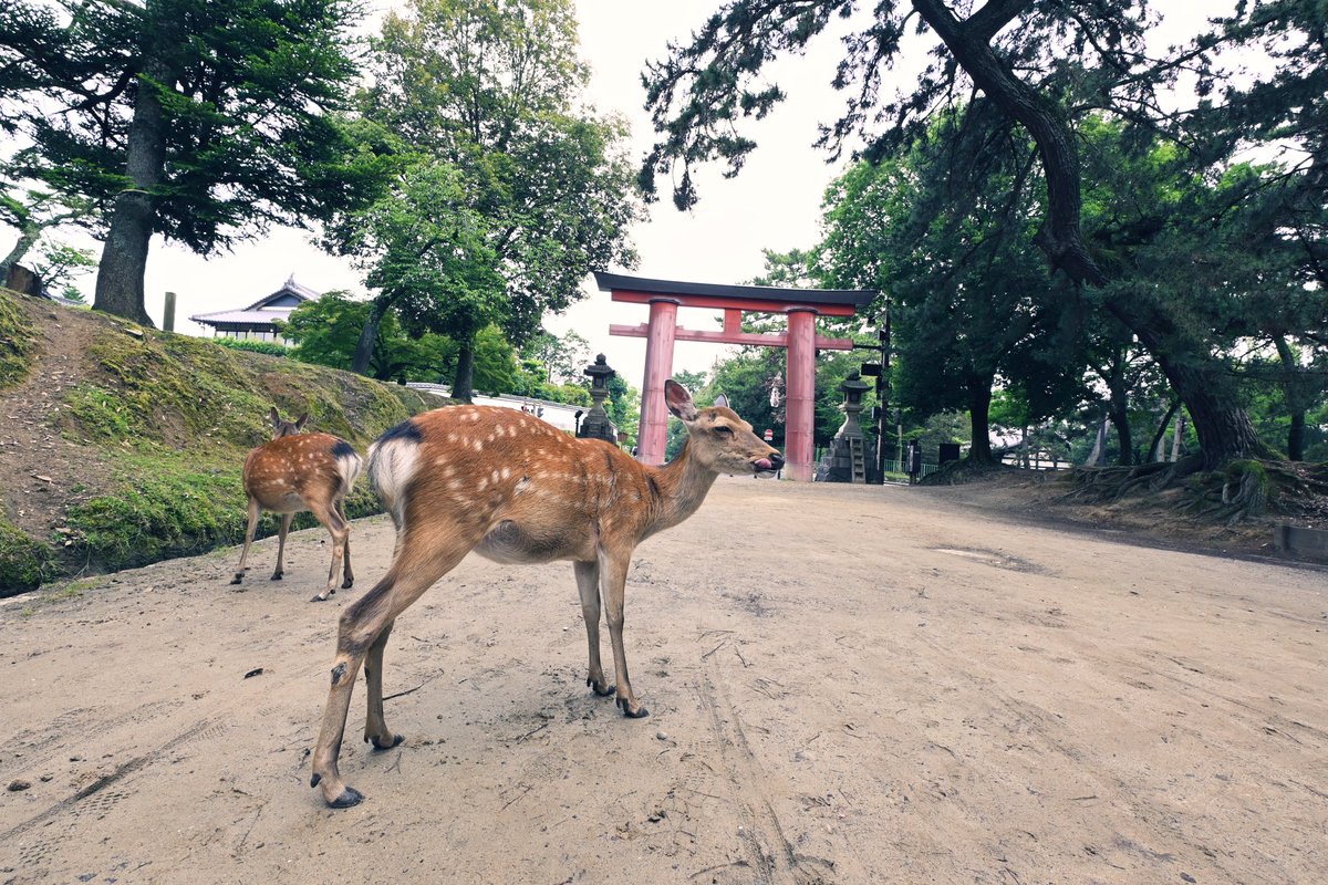 📍#奈良公園 

鹿さんの😋
可愛い🦌🌿🫧

#Z30 #vlogwithnikon
@genic_web　@nikon_chan