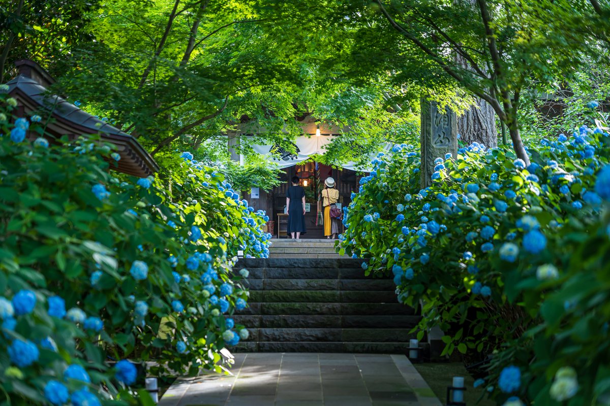 Butamarubuta's tweet photo. 極楽浄土のよう　#雲昌寺　#紫陽花　#男鹿半島　#あじさい https://t.co/JiURi4Ubnt