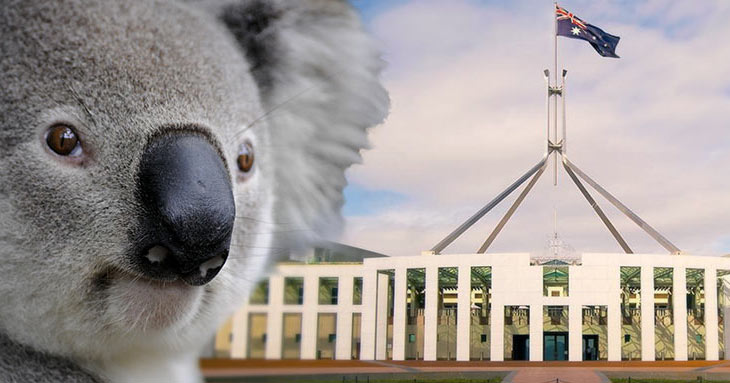 We will be bringing on a new young and energetic environmental lawyer in 2024, AKA the Koala Whisperer - their role will be to prosecute the arguments of why we need a #KoalaProtectionAct to #savethekoala. We/they need to act quickly @tanya_plibersek #auspol