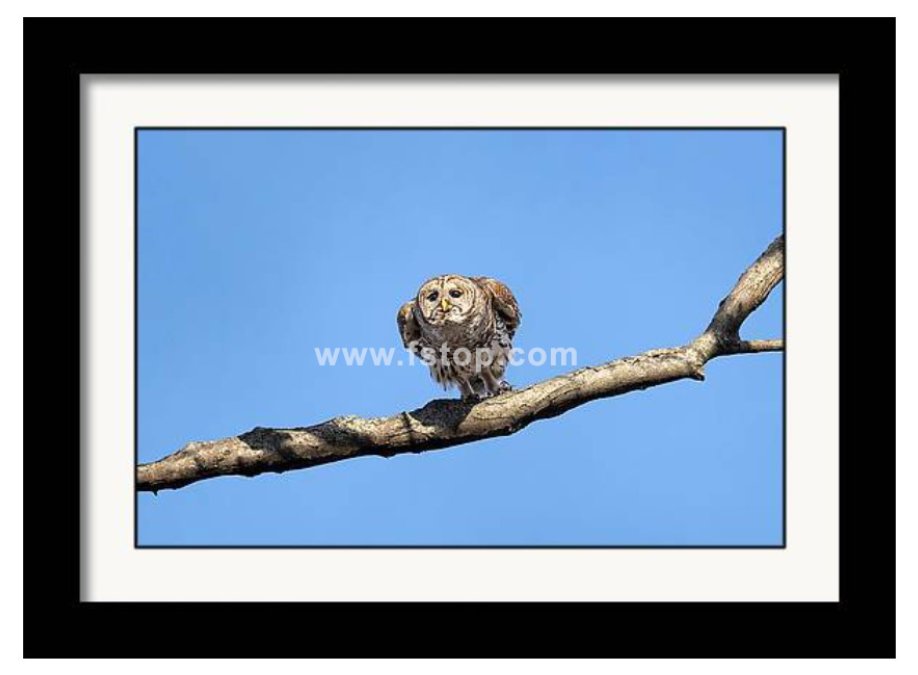 Papa Barred owl gliding!

fineartamerica.com/featured/papa-…

#wildvisiondotcom
#puttaswamyravishankar
#perfectgift #ಪುರಶಂ #fstopdotcom #bangaloredotcom #nature #naturephotography #BuyIntoArt #AYearForArt #Art #cosmictouchdotcom #visualrhythmcampus