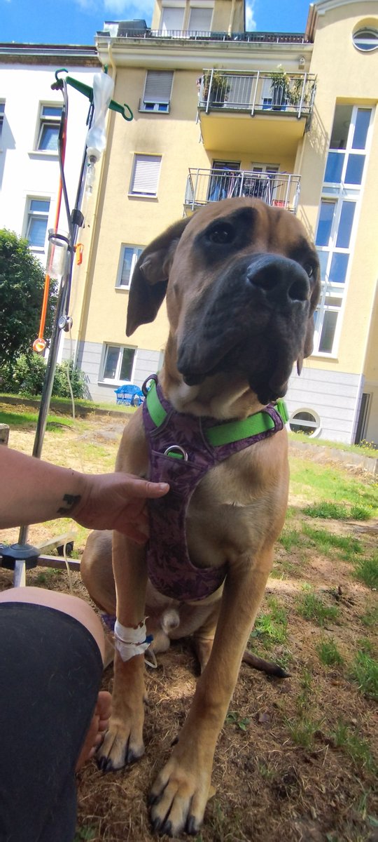 Halbe Stunde vorm Bewerbungsgespräch beginnt der Welpe zu torkeln und du findest ne geöffnete Packung zuckerfreier Kaugummis.
Selten SO froh über die Tierärztin direkt im Haus gewesen.
Brauchste auch nicht.