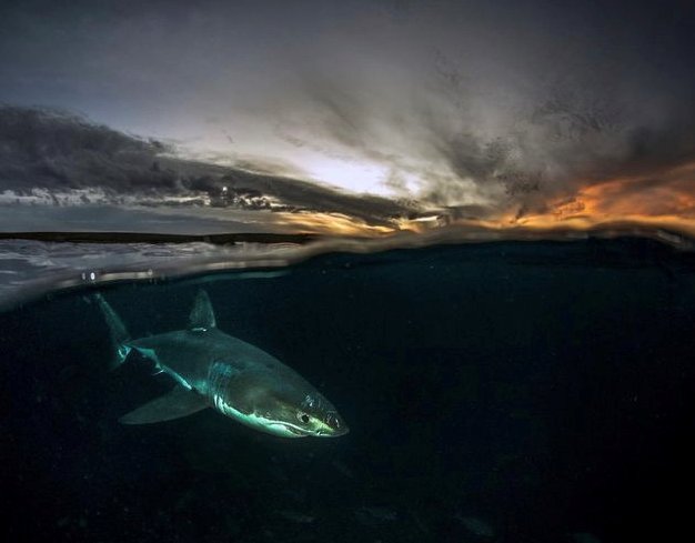 Calling for student volunteers to join the conference organising committee. If you would like to be a member of the Student Organising Group contact: info@whitesharksglobal.com by the 30th of June with your name, institution, and degree (Honours, Masters, PhD)📷<a href="/RodneyFoxShark/">Rodney Fox</a>
