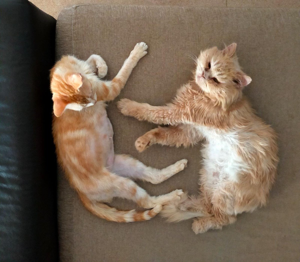 Asociación X Los Animales tweet media