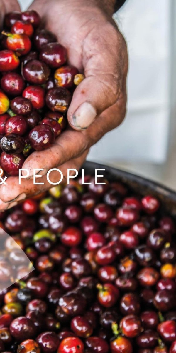 UkCarraro's tweet photo. Each coffee plant thrives in a habitat that must be preserved. We are aware of this when we choose to work in accordance with the traditions of the local populations of the countries of origin.  #coffeebeans #coffee #coffeelover #coffeetime #coffeeshop #coffeeaddict #coffeelovers https://t.co/yhjO1fblqc