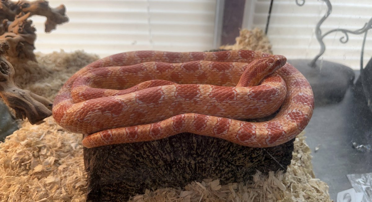 dalek_party's tweet photo. I desperately need @JenniferCheek to know that I have BOTH rats AND snakes. I’m the rat dad AND the snake mom. https://t.co/Xjqzz6Ok2Z