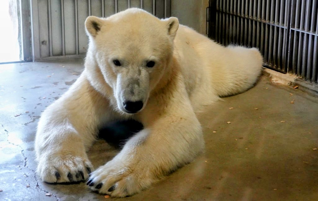 おつかれさまでした🐻‍❄️
#東山動植物園 #ホッキョクグマ
#フブキ