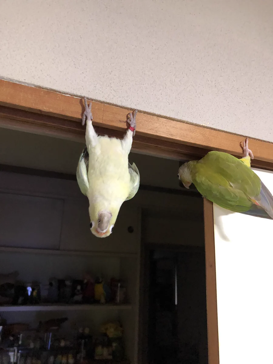 インコは実はこんなことができる！鴨居を足でがっしり掴み、コウモリのようにぶら下がるインコ。