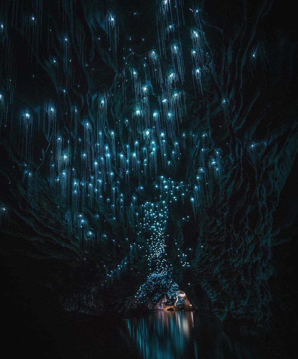 Travelingossip's tweet photo. Step into another world at the #WaitomoGlowwormCaves in New Zealand. This natural wonder is illuminated by thousands of tiny glowworms, creating a magical, star-like atmosphere underground. It's truly a sight to behold! #TravelWednesday #UniqueDestinations #FunFact https://t.co/xWz4hGHnwd