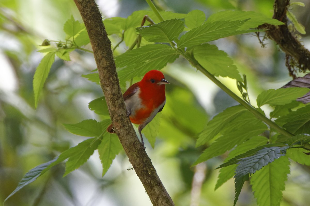 Scarlet & White Tanager from last week in NW Ecuador, one of the more scarce Tanagers of the region.