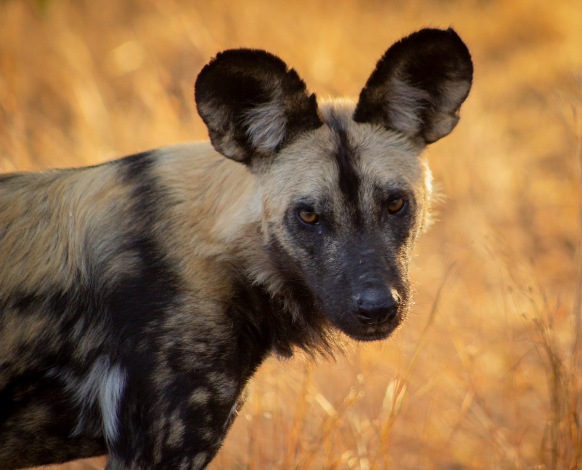 close-up... @SpaceforGiants  @wildnetorg @WildEarth @MarlonDuToit @nature_org  #NaturePhotography #WildlifeWednesday #wildlifephotography #photography #canonphotography #canon . #conservation