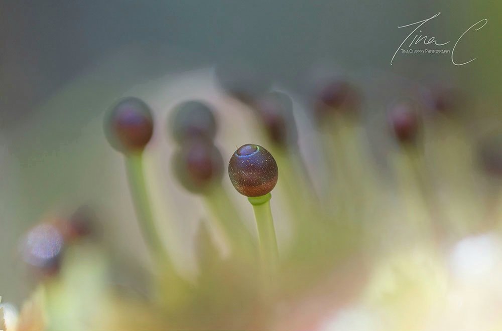 The Sphagnum mosses are producing their spore capsules now, their exquisite lids explode and their precious spores released into the air to be carried by the wind <a href="/PeatlandConserv/">PeatlandConservation</a> <a href="/forum_wetlands/">Community Wetlands Forum</a>  <a href="/CurrachBooks/">Currach Books</a> <a href="/Britnatureguide/">The British Nature Guide</a> <a href="/ipspeatlands/">International Peatland Society</a> <a href="/RewildingIre/">Rewilding Ireland</a> <a href="/Irishwildlife/">Irish Wildlife Trust</a> <a href="/EcoEye/">Earth Horizon Productions</a>