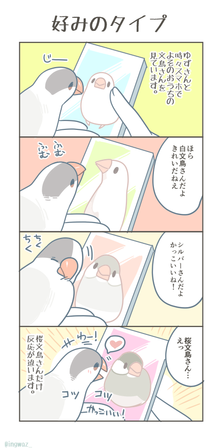 好みのタイプ。  #Buncho #javasparrow #文鳥