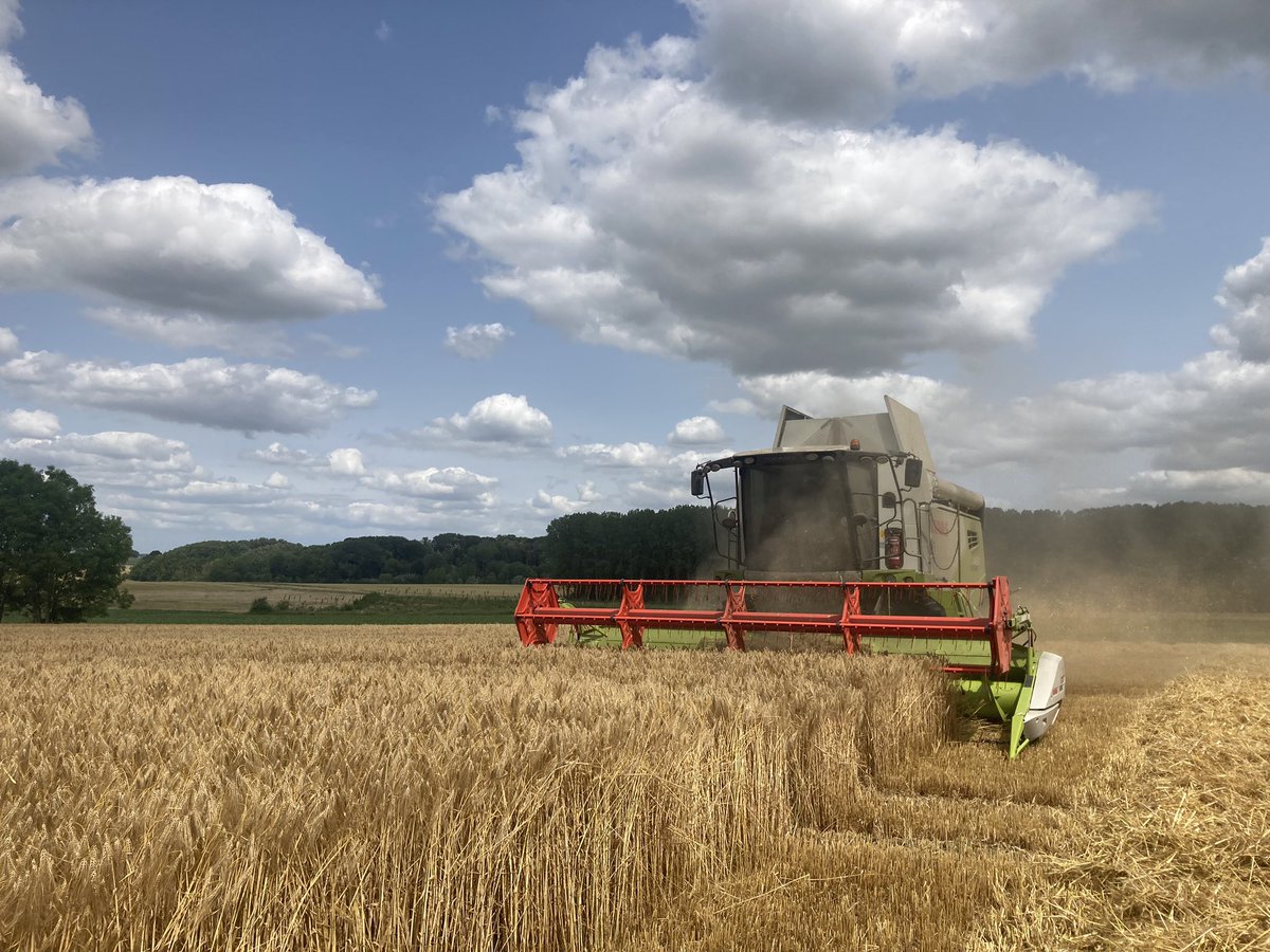 LePogamGuillaum's tweet image. #Moisson2023 dans les orges d’hiver brassicoles🍺
#FrAgriMoisson2023