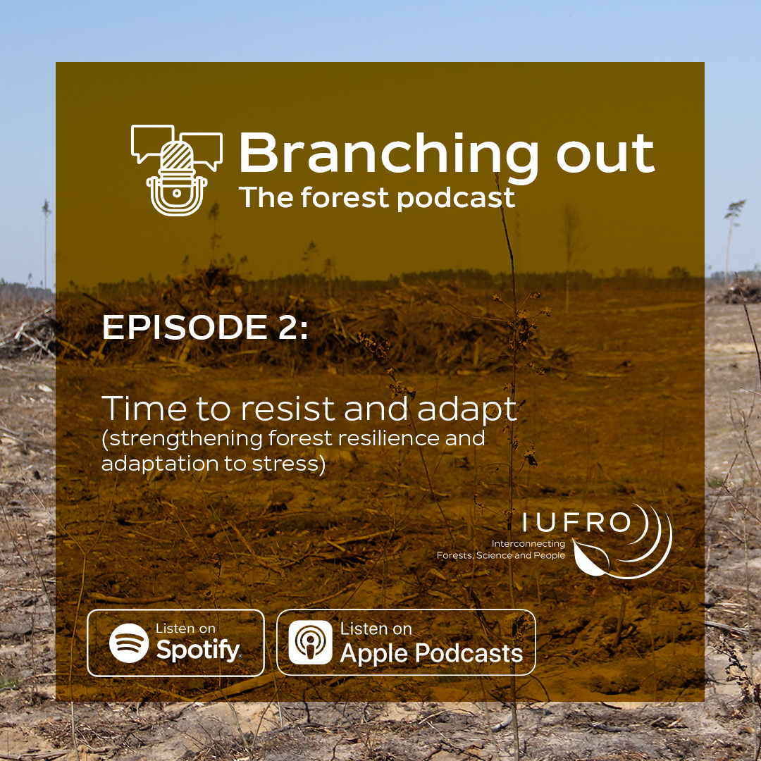 🚨 NEW PODCAST ALERT 🚨
🎧 In episode 2️⃣, we dive into how people, trees and ecosystems adapt and resist to stress 😩🌳🪲
Tune in!
👉 iufro.org/publications/i…
And subscribe
🎧 apple.co/3UAa0B1
🎧 spoti.fi/3Kzq69l
#IUFRO2024 #BranchingOut
#Podcast #Forests #Society