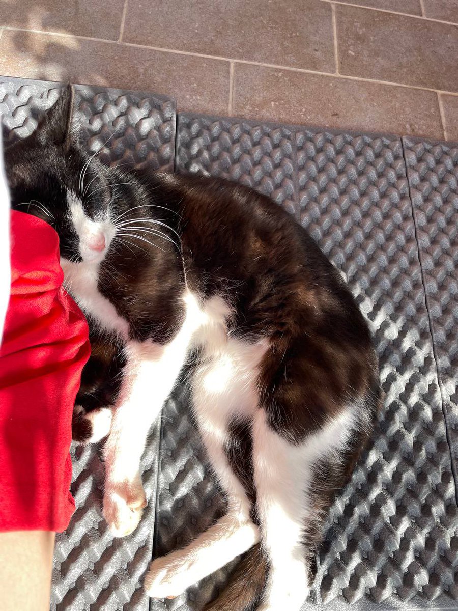 Хороший котик ищет дом 
Славный котяшка, возраст примерно 1 год, черно-белый. Был взят с улицы, привит, есть паспорт, чип. Полностью здоров. По паспорту Мелькор, по-простому Мелкий, но не особо отзывается. Отдаем из-за аллергии.