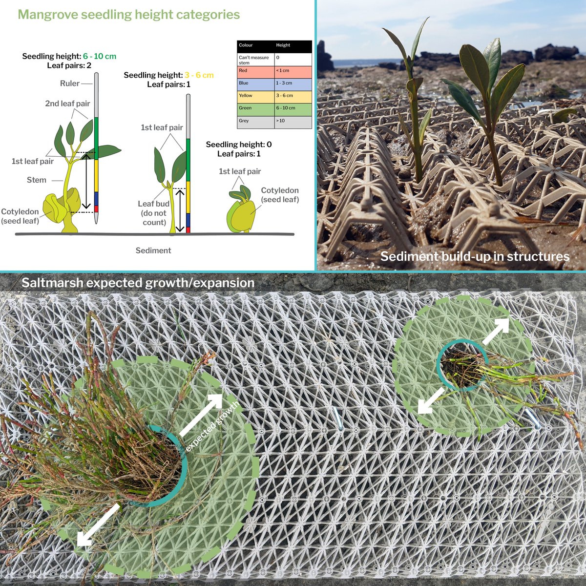 #ReGenOurCoasts is buckled in for the next phase of the program: restoration response monitoring. We're excited to dive into learning from, and improving, active restoration techniques. Check out our new blog on what we're measuring and why- bluecarbonlab.org/monitoring-res…