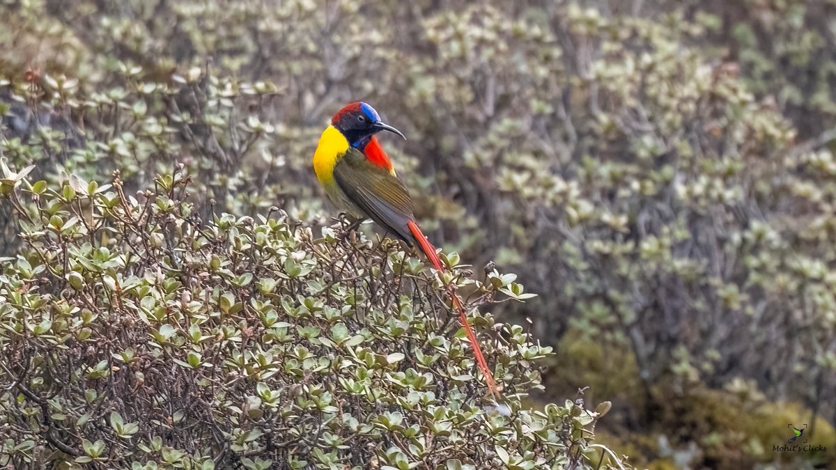 Fire-Tailed Sunbird #Red 
 #VIBGYORinNature  by #IndiAves 

#BirdsSeenIn2023 #Natgeoindia #BBCWildlifePOTD #BirdsUp #TwitterNatureCommunity #IncredibleIndia #Birdphotography #EarthCapture
#Birdnames #ThePhotoHour #ornithology #ThePhotoMode #dailypic 

@_BTO @NGTIndia @vivek4wild