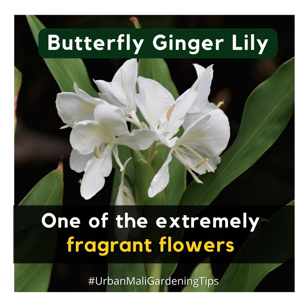 This exquisite flower not only captivates with its beauty but also fills the air with its sweet and intoxicating scent. .  

#ButterflyGingerLily #FragrantFlowers #Nature'sPerfume #GardenBeauty#GreenThumbsUp #plantaddict #plantlife #urbangardening #homegardening #urbanmali
