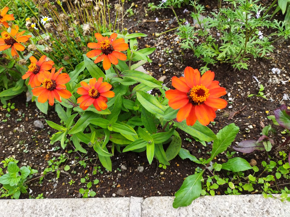 小淵沢駅の花壇 https://t.co/1ECFQPyyKE