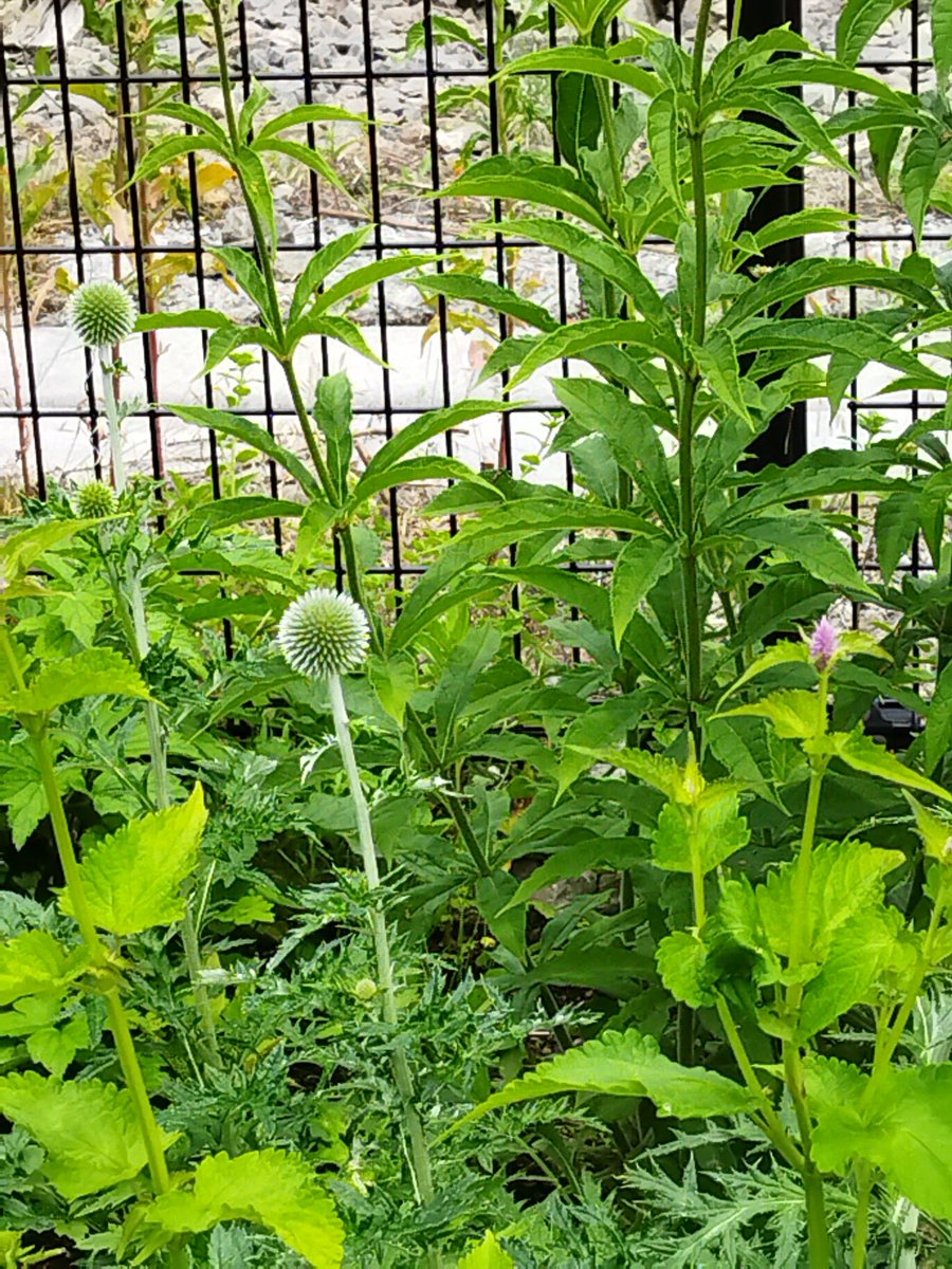 小淵沢駅の花壇 https://t.co/1ECFQPyyKE