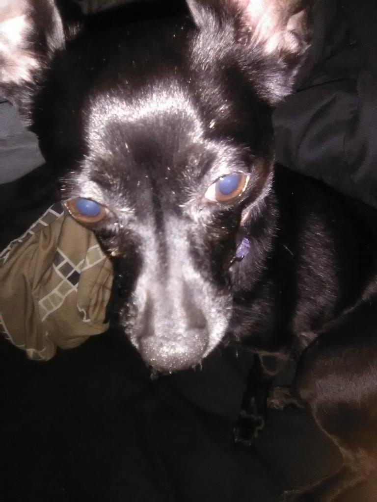 Hentai_Rocks's tweet photo. @serinymph Thoughts on my dog? https://t.co/k6xW0q65xf