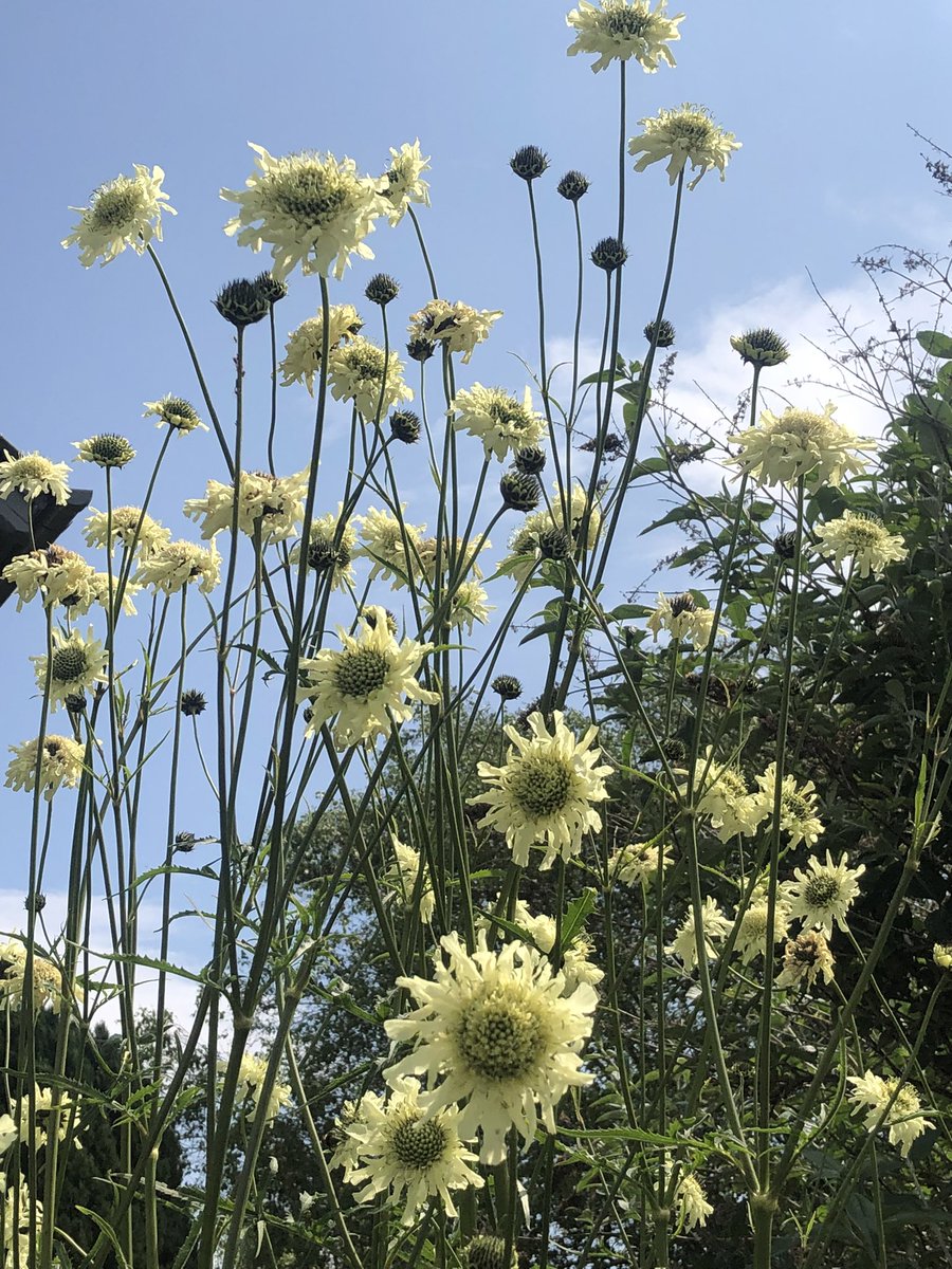 Cephalaria gigantea rising up above the other perennials in the garden. A real bee magnet! 🐝 🧲 #DailyBotanicalBeauty
