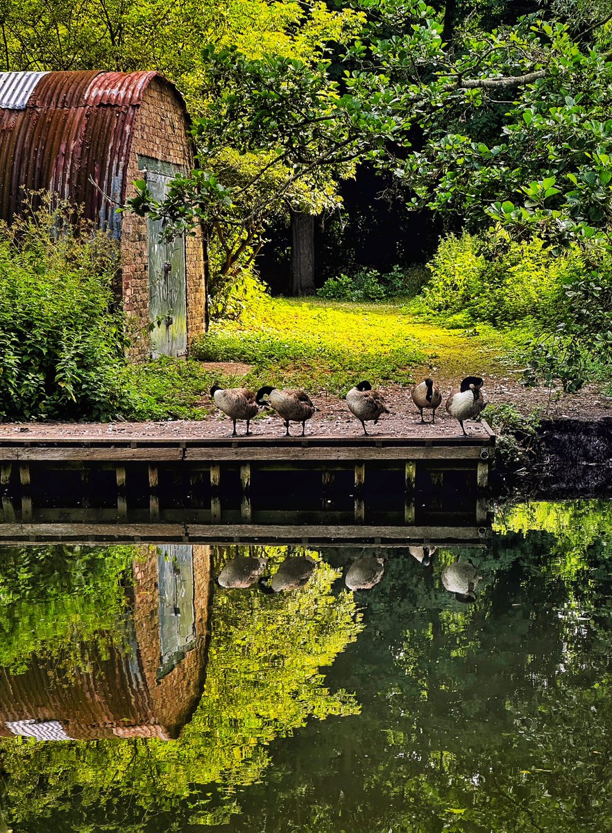 All in a row.
#rickmansworth #hertfordshire #herts #tree #canal #grandunioncanal  #canallife #summer #earlymorning #aonb #areaofoutstandingnaturalbeauty #birds #birdsofinstagram #wildlife #nature #naturalworld #goose #geese #bird #chilterns #reflection #river #tree