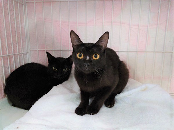 sapporo_dobutsu's tweet photo. 【緊急！】猫の多頭飼育崩壊が複数発生し、センターの猫の収容頭数が90匹を超えています。職員総動員で工夫しながら飼養管理を行っていますが、収容頭数も過密状態で限界に近い状態です。少しでも多くの猫に新たな飼い主さんとのご縁をお待ちしています。 #猫 #飼い主募集中 https://t.co/hluXcsBVUJ