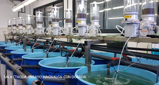 mispeces's tweet image. .@Ctaqua_CT prueba piensos experimentales con algas y #microalgas para #dorada y @anfacocecopesca para #trucha  arcoíris en el marco del proyecto #Innovalga

Aquí te lo explicamos: tinyurl.com/m6ybdj8b
