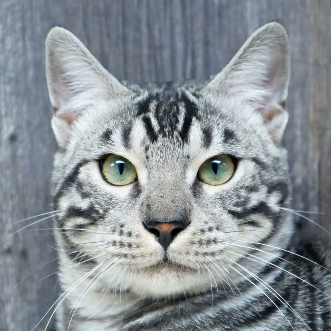 Master copy of tiger 

#LoveMi #大谷翔平 #يوم_عرفة #บิวกลับมาทําไม #GlazersOut #BuildJakapan #quakecoin #TREASURE #quackityspace #bitcoin