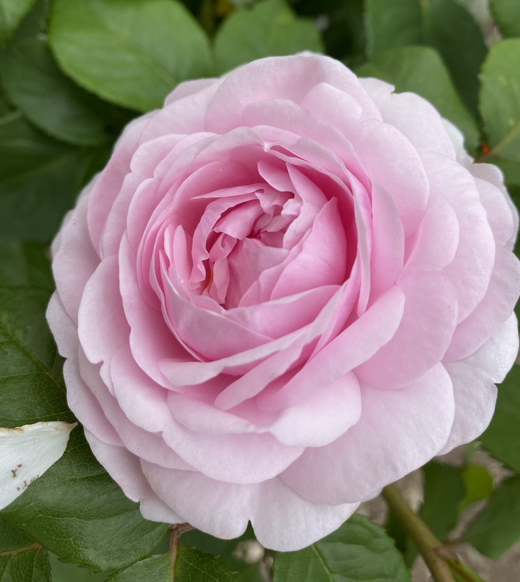 A Happy #RoseWednesday 🌸🌺🌸Some roses are coming towards the end of their first flush but there are still oodles to enjoy in the garden and allotment. This bareroot was labeled as Queen Elizabeth - I’m not totally sure it is. 
#GardeningTwitter #Roses #RoseADay #Roses23