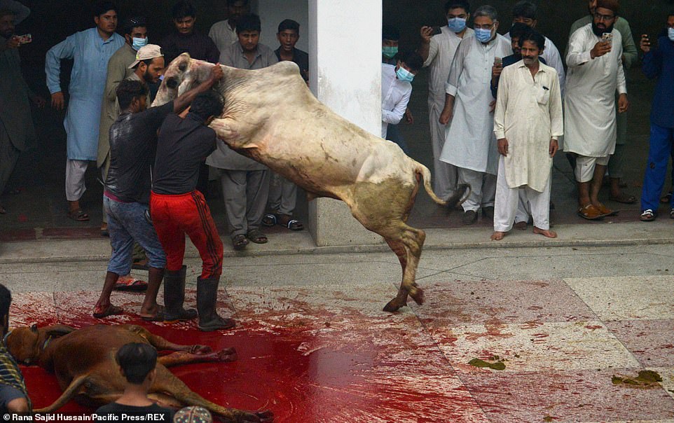 AmyMek's tweet photo. Muslims around the world will soon begin slaughtering cattle, camels & sheep in their bloody sacrifice to "celebrate" the "holiday" Eid al-Adha...

What do Muslims find celebratory about torturing to death an innocent animal? Look at the terror in these animals' eyes - I feel physically sick - this is nothing but bloodthirsty killers. 

Animals watching other animals being slowly killed and tortured before they are slaughtered next is nothing but inhumane!