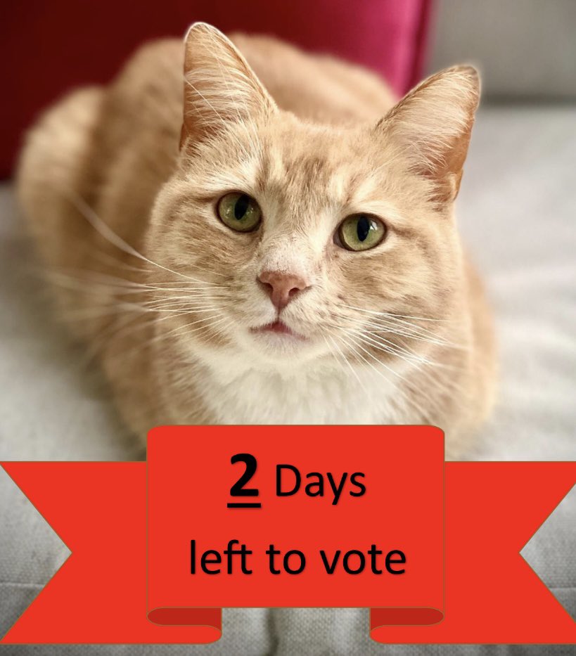 Happy whisker Wednesday all 😻🧡
Link to vote, thank you  ⏩️ cats.org.uk/support-us/eve…

#catsprotection #adoptdontshop #catsoftwitter #voteeric #whiskerwednesday  #rescuecat #cats #catsontwitter