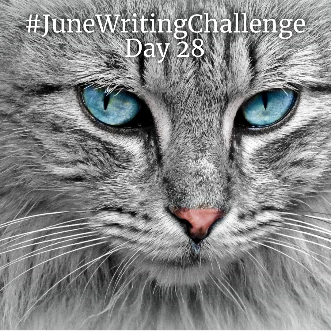 Day 28 of #junewritingchallenge write a poem, flash fiction or short story from the point of view of a cat #writingchallenge #writingcommunity