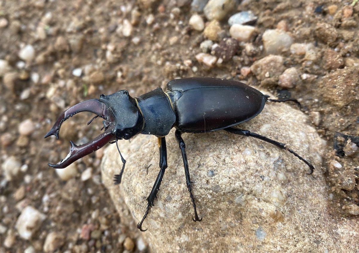 AltuNatur's tweet photo. Ciervo volante macho (Lucanus cervus)
Se trata del mayor escarabajo de Europa. Recibe su nombre por la forma de las mandíbulas del macho,  que al estar hiperdesarrolladas recuerdan a las astas de un cérvido. https://t.co/IhFdhwq4aZ
