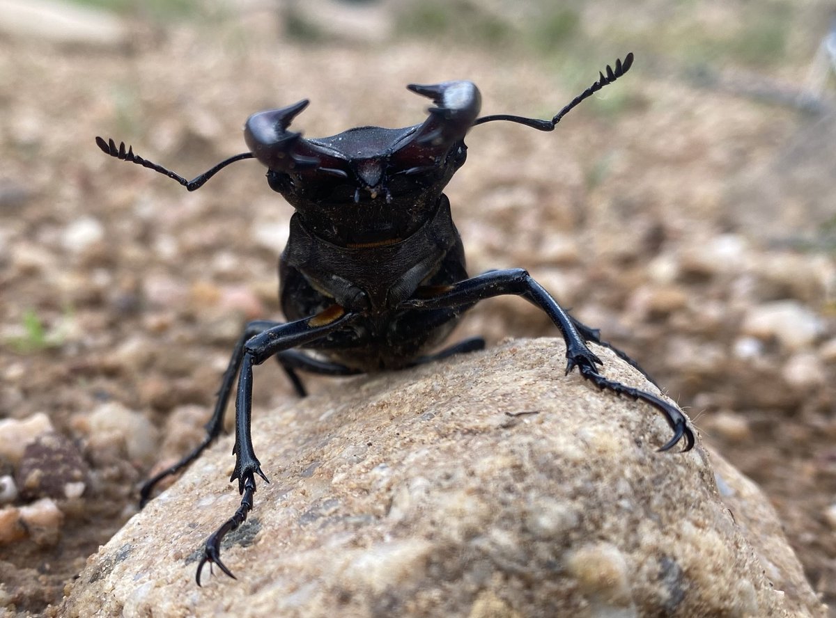 AltuNatur's tweet photo. Ciervo volante macho (Lucanus cervus)
Se trata del mayor escarabajo de Europa. Recibe su nombre por la forma de las mandíbulas del macho,  que al estar hiperdesarrolladas recuerdan a las astas de un cérvido. https://t.co/IhFdhwq4aZ