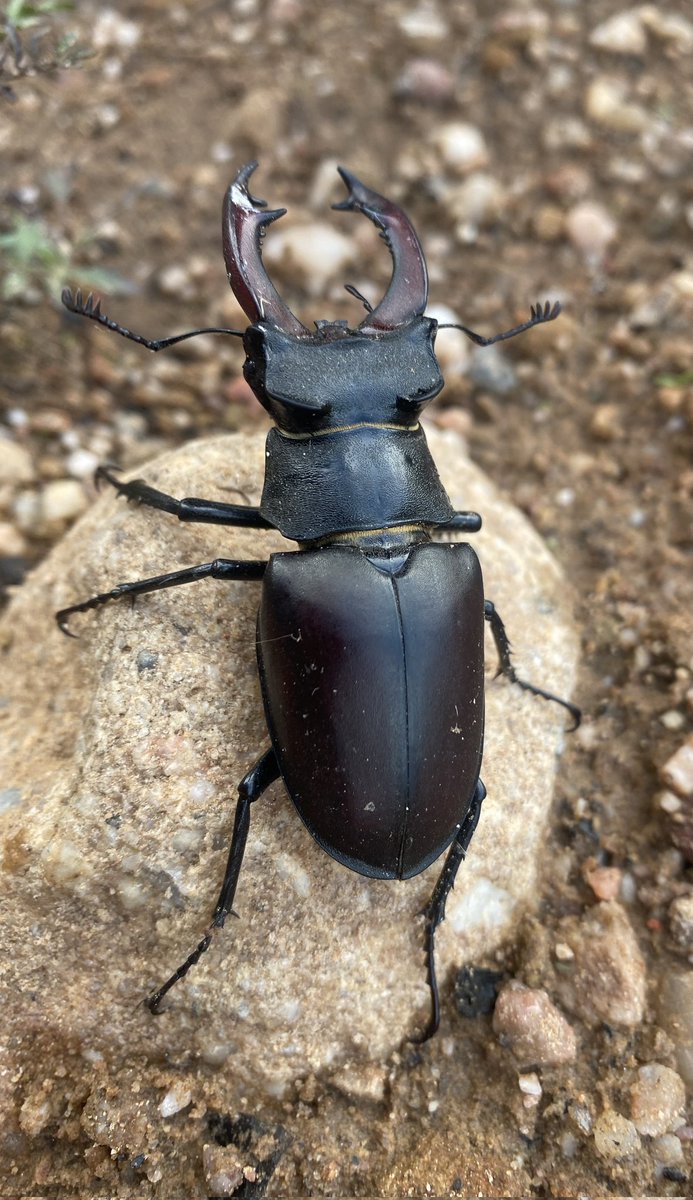 AltuNatur's tweet photo. Ciervo volante macho (Lucanus cervus)
Se trata del mayor escarabajo de Europa. Recibe su nombre por la forma de las mandíbulas del macho,  que al estar hiperdesarrolladas recuerdan a las astas de un cérvido. https://t.co/IhFdhwq4aZ