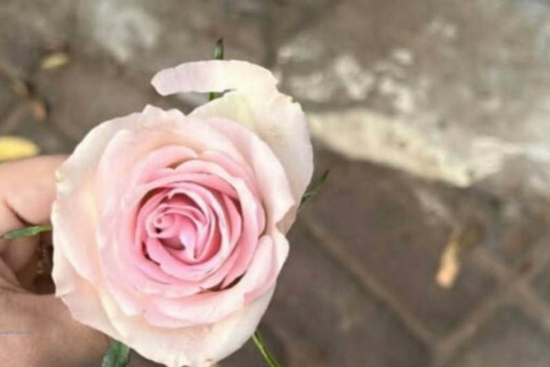 لا شكّ أنّنا قد نذبل 
لكن..
لا خير فينا إن رضينا بالذّبول ..
🤍
#صباح_الورد