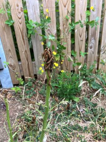 Soundwell_Acad's tweet photo. 🌳 Forest School 🌳 

2ECB found some cinnabar caterpillars in our forest school area! They were able to take a close look and explore where they live!

#caterpillarfamily #forestschool #soundwellacademy https://t.co/dW6wH7eSXS