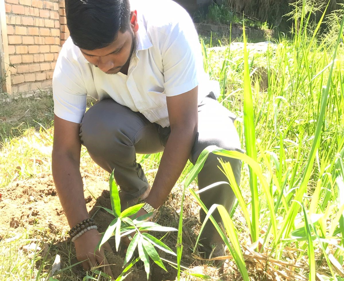 Initiative has been taken to grow bamboo in Sri Lanka
#thinkbamboo #EcoFriendly #savetheenvironemnt #carbonfootprint @INBARofficial @worldbamboo @mosogroup