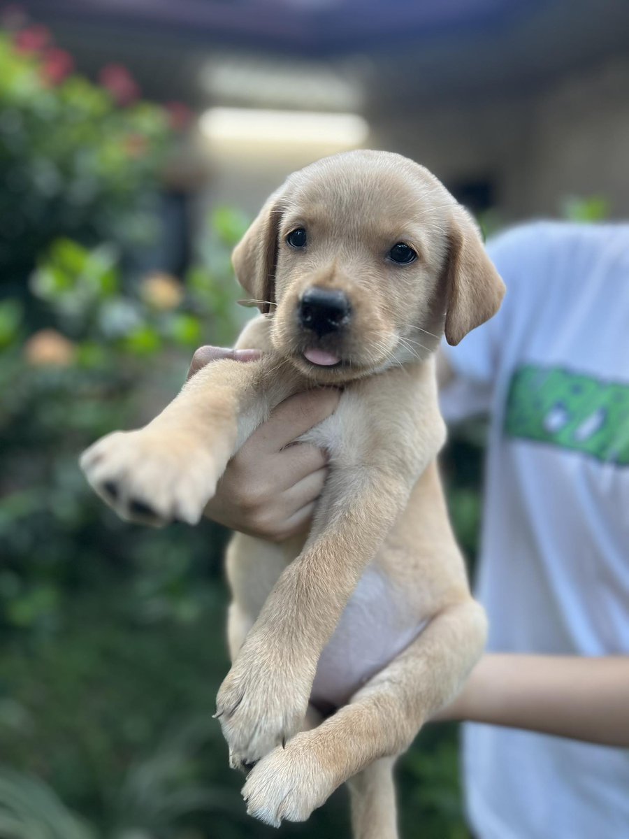 MchailSP's tweet photo. Hello guys! Our labrador retrievers are ready for release and rehoming! Please help me find their furparents. Need na rin kasi pambayad ng bills and tuition ng kapatid 🙏 pm nalang po sa details and sure buyers. Please help me RT https://t.co/ilXHOGirdh