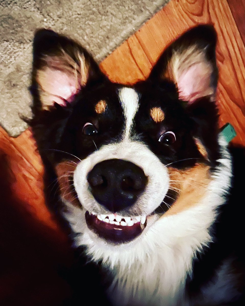 YinzerWorldNews's tweet photo. The new, OFFICIAL mascot of the YWN, folks. #yinz #doggo #puppers https://t.co/25Xls0bZkj