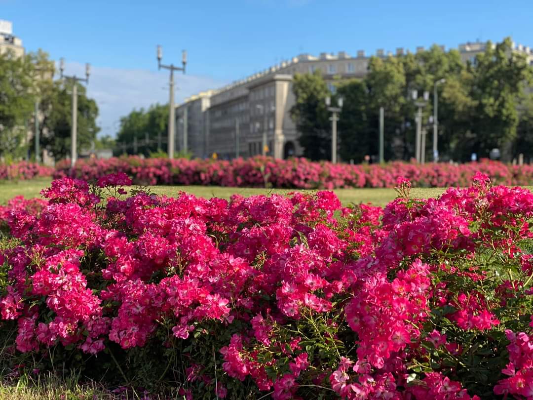 ZZMKrakow's tweet photo. Plac Centralny im. Ronalda Reagana w @krakow_pl 🥰 Prezentuje się bajecznie! 💚💚

To nie tylko zasługa słońca 🌸🌸
@zielen_krakow https://t.co/9s4ouAKygG