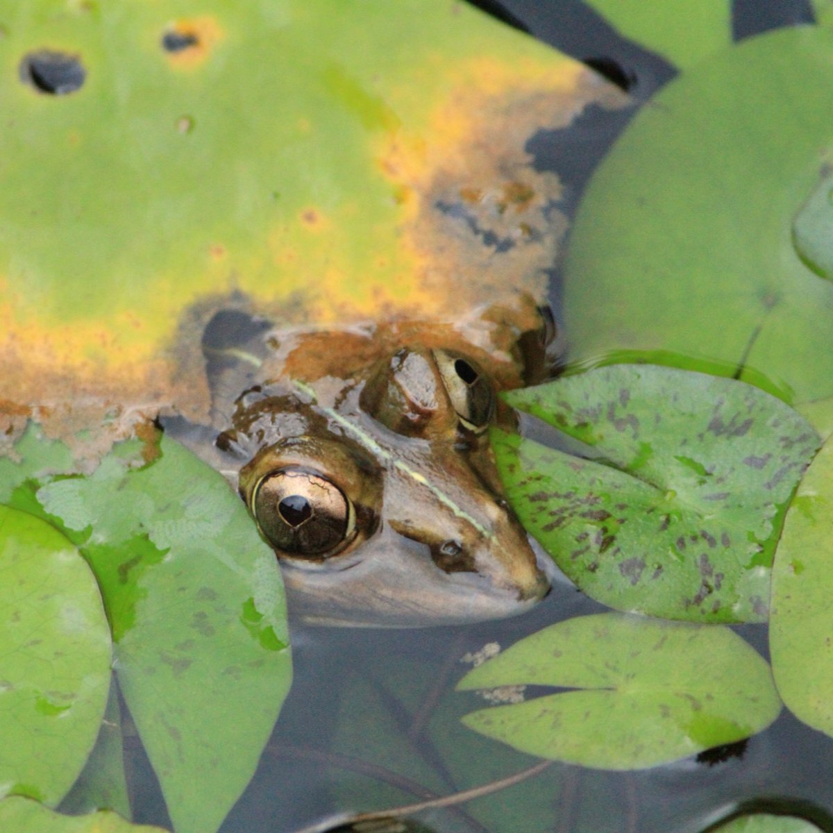 🐸 With the monsoon season arriving at central Indian national parks, a plethora of creatures, including the Indian bullfrog, will make their appearance.

Visit: junglecampsindia.com

#Junglecampsindia #penchjunglecamp #tadoba #pench #kanha #rukhad #summer