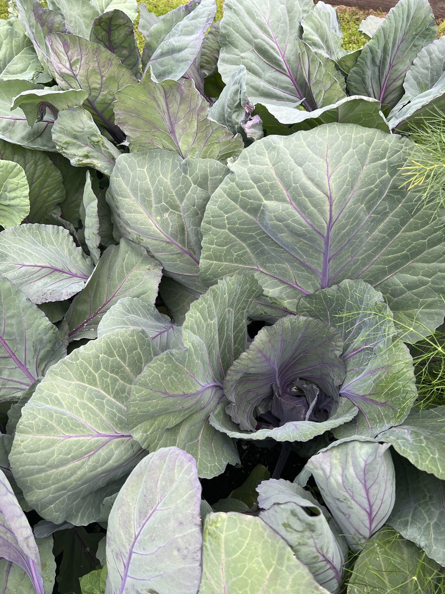 Healthy organic cabbages flying this year but helped by the sad absence of insects and butterflies across the garden #noplastic netting #pesticides